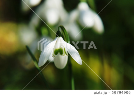 スノードロップ　Galanthus　Ｓnowdrop 59794906