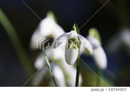 スノードロップ Galanthus Snowdrop スノードロップ Galanthus Snowdrop 59794907