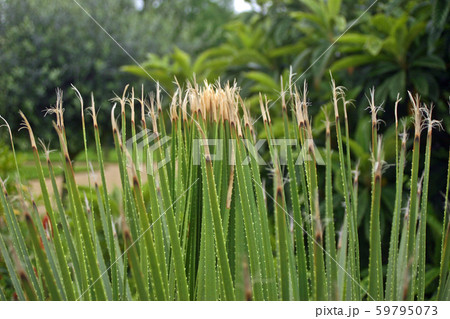 Sawtooth edged plant in garden Sawtooth edged plant in garden 59795073