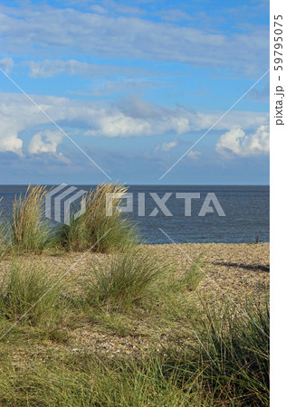 Sand dune with marram grass Sand dune with marram grass 59795075