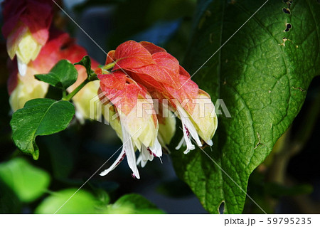 コエビソウ Justicia brandegeeana コエビソウ Justicia brandegeeana 59795235