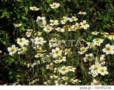 ウインターコスモス Bidens laevis ウインターコスモス Bidens laevis 59795236