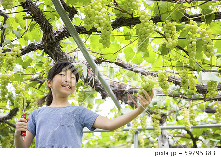 ぶどう狩りイメージ　採ったぶどうを見せる女の子 59795383