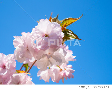 八重桜 59795473