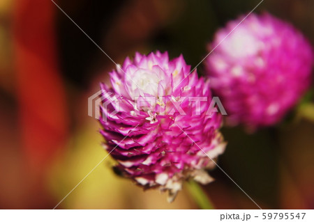 センニチコウ   Globe amaranth センニチコウ   Globe amaranth 59795547