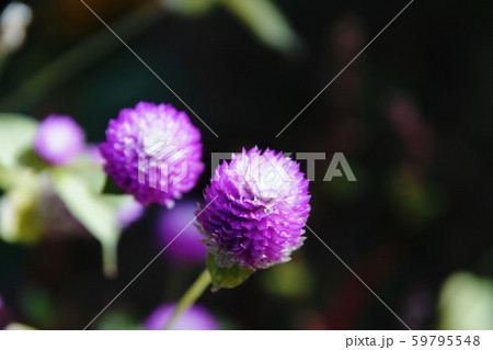 センニチコウ   Globe amaranth 59795548