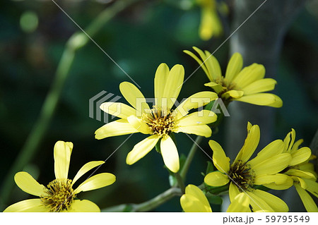 ツワブキ  Leopard plant 59795549