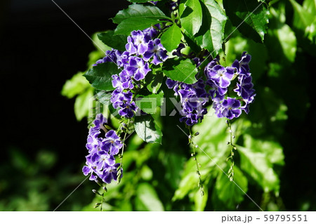 デュランタ  Duranta erecta 59795551