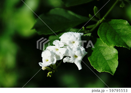 デュランタ  Duranta erecta 59795553