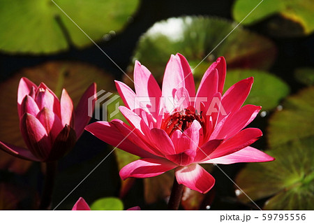 スイレン   Water lily 59795556