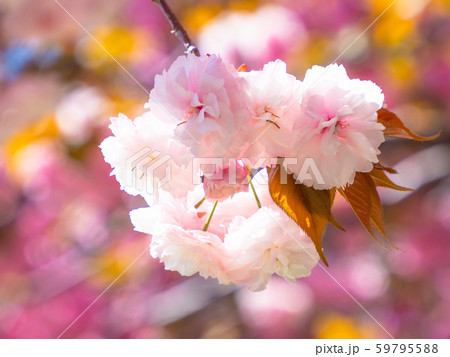 八重桜 59795588