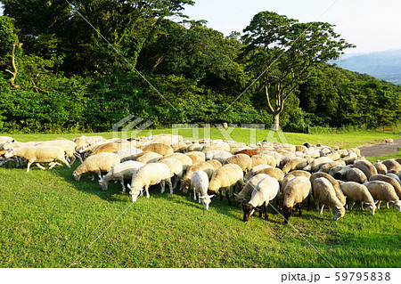 ひつじの大行進 59795838