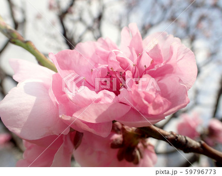 花桃照手桃 花桃照手桃 59796773