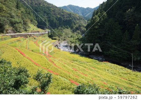 棚田に咲く彼岸花 59797262
