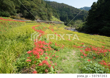 棚田に咲く彼岸花-2 棚田に咲く彼岸花-2 59797263