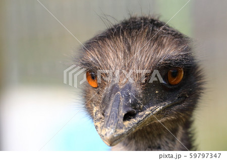 エミューの顔 59797347