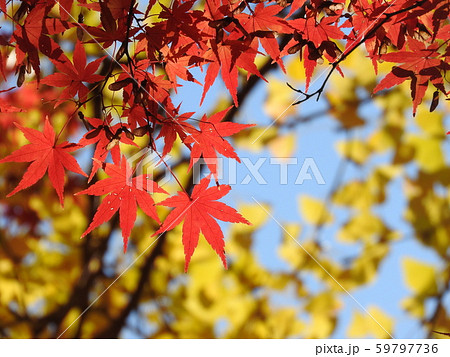紅葉のイメージ 59797736