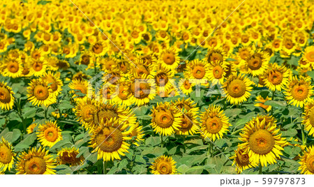 ヒマワリの花 Sunflowe ヒマワリの花 Sunflowe 59797873