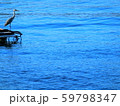 駿河湾にいた海を見るアオサギ　鷺　 59798347