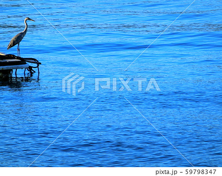 駿河湾にいた海を見るアオサギ　鷺　 59798347