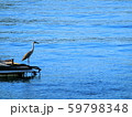 駿河湾にいた海を見るアオサギ　鷺　 59798348