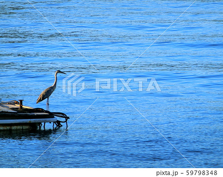 駿河湾にいた海を見るアオサギ　鷺　 59798348