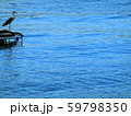 駿河湾にいた海を見るアオサギ　鷺　 59798350