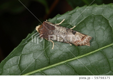 生き物 昆虫 キバラモクメキリガ、冬のガです。初冬に羽化して春に産卵するようです 生き物 昆虫 キバラモクメキリガ、冬のガです。初冬に羽化して春に産卵するようです 59798375