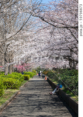 猿江恩賜公園　桜 59798873