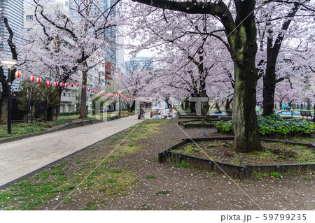 錦糸公園　桜まつり 59799235
