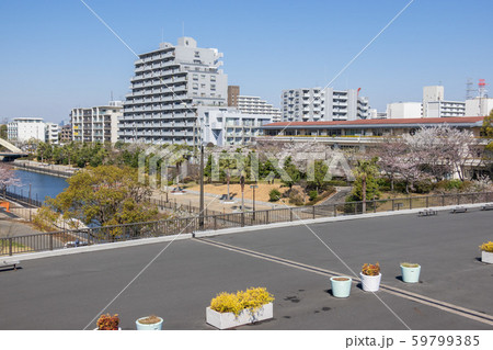 新左近川親水公園　桜 59799385