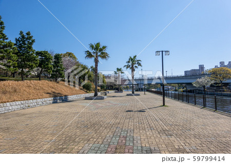 新左近川親水公園 桜 新左近川親水公園 桜 59799414
