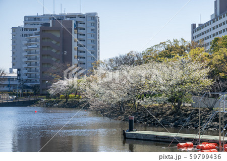 新左近川親水公園　桜 59799436