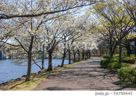 新左近川親水公園　桜 59799445