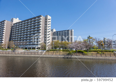 新左近川親水公園 桜 新左近川親水公園 桜 59799452