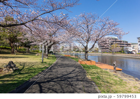 新左近川親水公園 桜 新左近川親水公園 桜 59799453