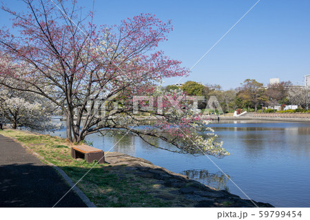 新左近川親水公園 桜 新左近川親水公園 桜 59799454