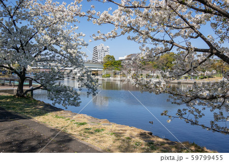 新左近川親水公園 桜 新左近川親水公園 桜 59799455