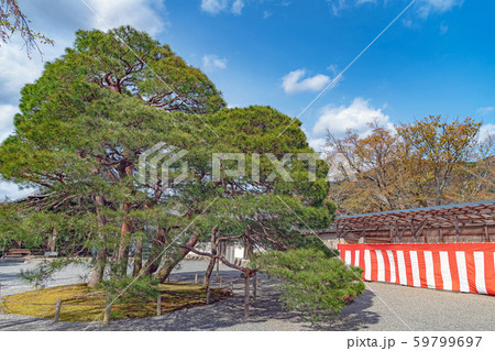 京都 醍醐寺三宝院の松 京都 醍醐寺三宝院の松 59799697