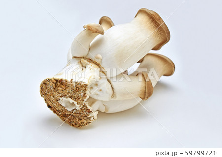 きのこ(エリンギ) きのこ(エリンギ) 59799721