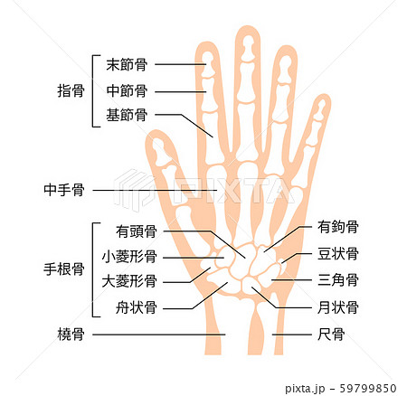 人体 模型 骨 イラスト かわいい 最高の画像壁紙日本aad