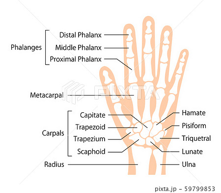 手の骨格 人体模型 イラスト 英語で骨名記載のイラスト素材