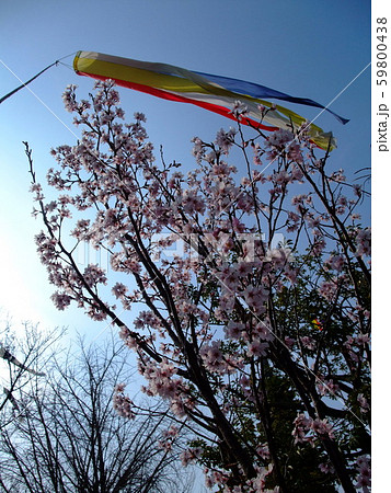 生口島瀬戸田 涅槃会前日の光明坊 生口島瀬戸田 涅槃会前日の光明坊 59800438