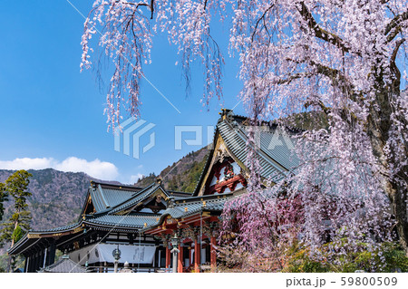 久遠寺の桜 久遠寺の桜 59800509