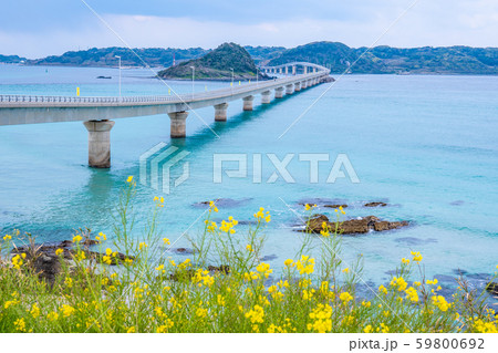 角島の春 59800692