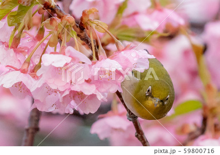 河津桜とメジロ 河津桜とメジロ 59800716