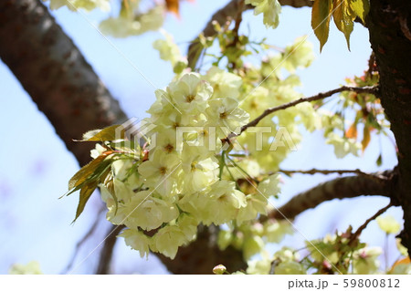 サクラの花　ウコン 59800812
