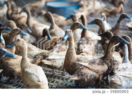 Group of ducks in farm, traditional farming in 59800903