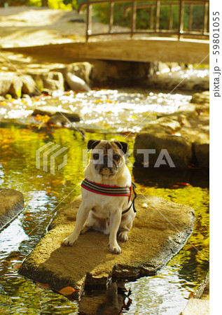 公園散歩 59801055