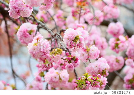 サクラの花 春日井 サクラの花 春日井 59801278